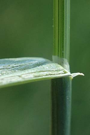 Poa pratensis \ Wiesen-Rispengras, Wiesenrispe / Smooth Meadow Grass, Kentucky Blue Grass, D Billigheim-Waldm&uuml;hlbach 11.5.2024