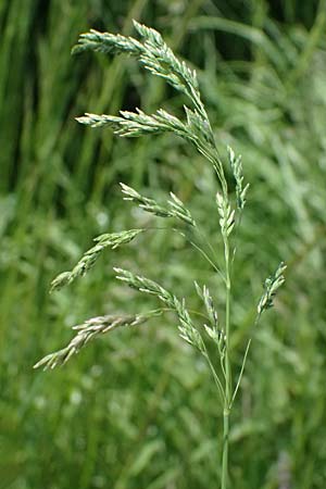 Poa pratensis \ Wiesen-Rispengras, Wiesenrispe / Smooth Meadow Grass, Kentucky Blue Grass, D Billigheim-Waldm&uuml;hlbach 11.5.2024