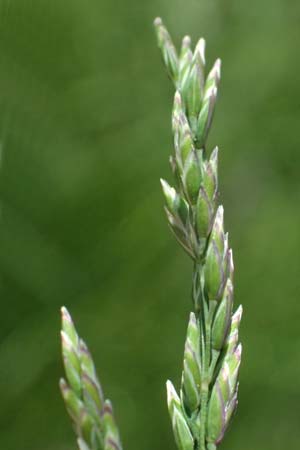 Poa pratensis \ Wiesen-Rispengras, Wiesenrispe / Smooth Meadow Grass, Kentucky Blue Grass, D Billigheim-Waldm&uuml;hlbach 11.5.2024