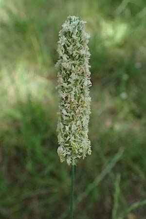 Phleum pratense \ Wiesen-Lieschgras / Timothy Grass, D R&ouml;merberg 29.6.2024