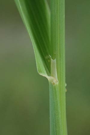 Phleum pratense \ Wiesen-Lieschgras / Timothy Grass, D R&ouml;merberg 29.6.2024