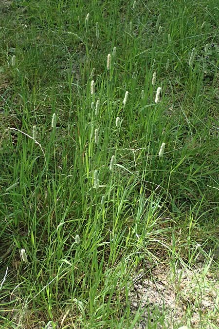 Phleum pratense \ Wiesen-Lieschgras / Timothy Grass, D R&ouml;merberg 29.6.2024