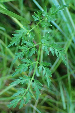 Peucedanum palustre \ Sumpf-Haarstrang / Marsh Hog's Parsley, Milk Parsley, D Babensham 14.8.2024