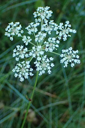 Peucedanum palustre \ Sumpf-Haarstrang / Marsh Hog's Parsley, Milk Parsley, D Babensham 14.8.2024