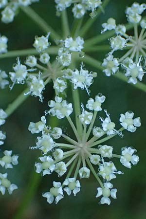 Peucedanum palustre \ Sumpf-Haarstrang / Marsh Hog's Parsley, Milk Parsley, D Babensham 14.8.2024