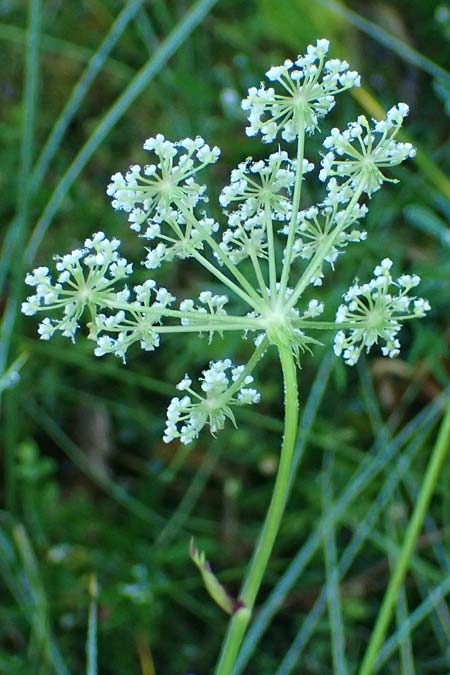 Peucedanum palustre \ Sumpf-Haarstrang / Marsh Hog's Parsley, Milk Parsley, D Babensham 14.8.2024
