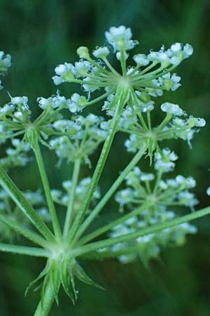 Peucedanum palustre \ Sumpf-Haarstrang / Marsh Hog's Parsley, Milk Parsley, D Babensham 14.8.2024