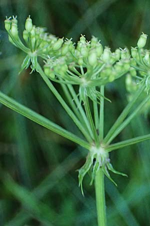 Peucedanum palustre \ Sumpf-Haarstrang / Marsh Hog's Parsley, Milk Parsley, D Babensham 14.8.2024