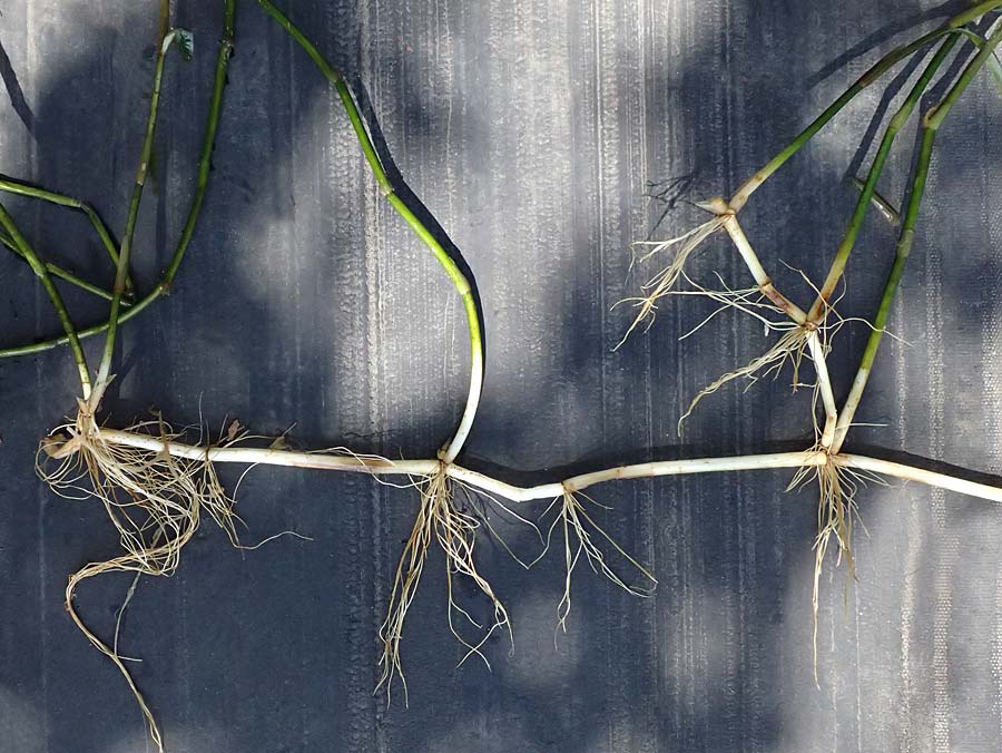 Potamogeton praelongus \ Langbl�ttriges Laichkraut / Long-Stalked Pontweed, Whitestem Pontweed, D Kisslegg-Waltershofen 15.8.2024