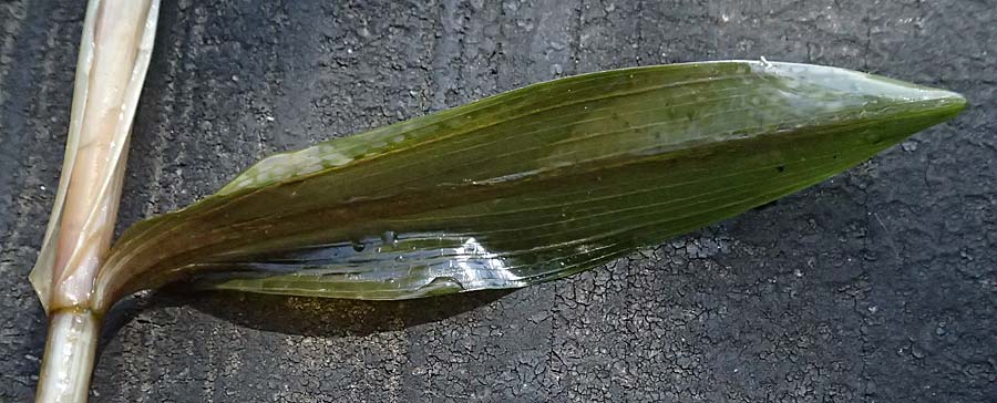 Potamogeton praelongus \ Langbl�ttriges Laichkraut / Long-Stalked Pontweed, Whitestem Pontweed, D Kisslegg-Waltershofen 15.8.2024
