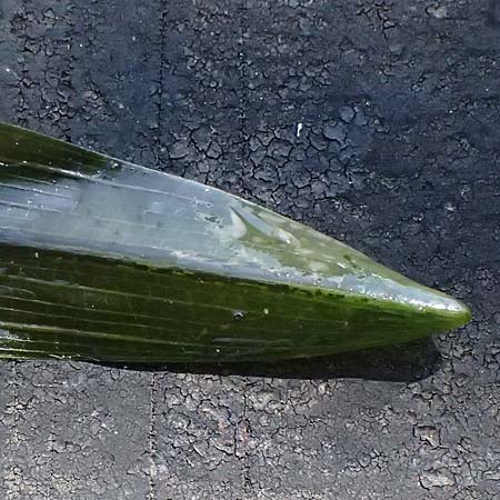 Potamogeton praelongus \ Langbl�ttriges Laichkraut / Long-Stalked Pontweed, Whitestem Pontweed, D Kisslegg-Waltershofen 15.8.2024