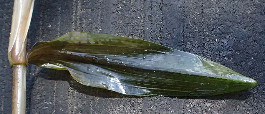 Potamogeton praelongus \ Langbl�ttriges Laichkraut / Long-Stalked Pontweed, Whitestem Pontweed, D Kisslegg-Waltershofen 15.8.2024