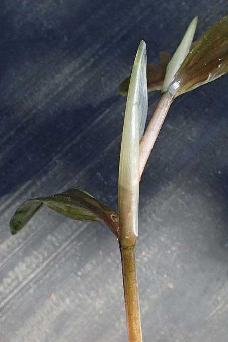 Potamogeton praelongus \ Langbl�ttriges Laichkraut / Long-Stalked Pontweed, Whitestem Pontweed, D Kisslegg-Waltershofen 15.8.2024