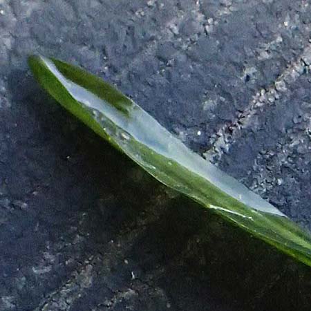 Potamogeton praelongus \ Langbl�ttriges Laichkraut / Long-Stalked Pontweed, Whitestem Pontweed, D Kisslegg-Waltershofen 15.8.2024