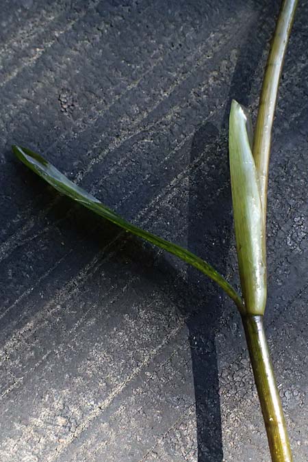Potamogeton praelongus \ Langbl�ttriges Laichkraut / Long-Stalked Pontweed, Whitestem Pontweed, D Kisslegg-Waltershofen 15.8.2024