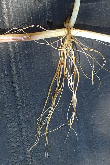 Potamogeton praelongus \ Langbl�ttriges Laichkraut / Long-Stalked Pontweed, Whitestem Pontweed, D Kisslegg-Waltershofen 15.8.2024