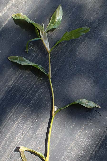 Potamogeton praelongus \ Langbl�ttriges Laichkraut / Long-Stalked Pontweed, Whitestem Pontweed, D Kisslegg-Waltershofen 15.8.2024