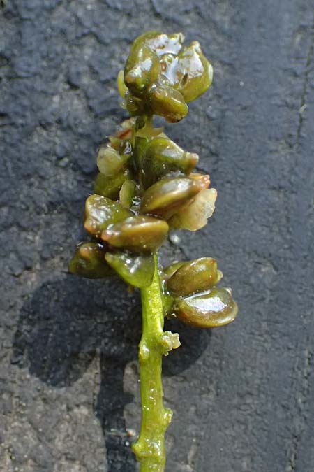 Potamogeton praelongus \ Langbl�ttriges Laichkraut / Long-Stalked Pontweed, Whitestem Pontweed, D Kisslegg-Waltershofen 15.8.2024