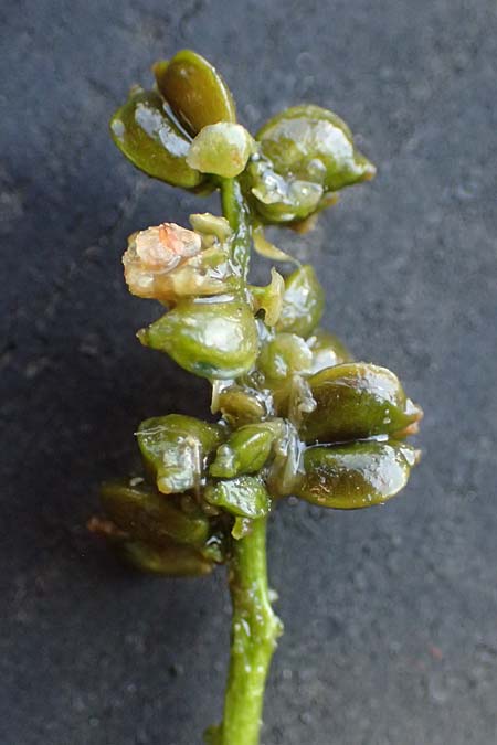 Potamogeton praelongus \ Langbl�ttriges Laichkraut / Long-Stalked Pontweed, Whitestem Pontweed, D Kisslegg-Waltershofen 15.8.2024