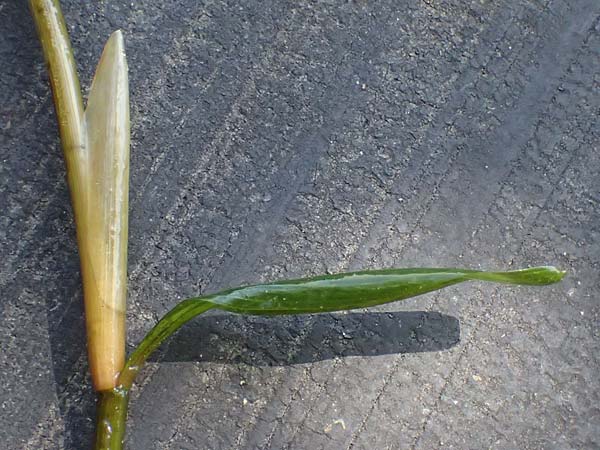 Potamogeton praelongus \ Langbl�ttriges Laichkraut / Long-Stalked Pontweed, Whitestem Pontweed, D Kisslegg-Waltershofen 15.8.2024