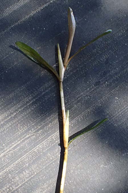 Potamogeton praelongus \ Langbl�ttriges Laichkraut / Long-Stalked Pontweed, Whitestem Pontweed, D Kisslegg-Waltershofen 15.8.2024
