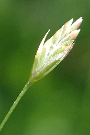 Poa palustris \ Sumpf-Rispengras / Swamp Meadow Grass, D Trennfurt 30.8.2025