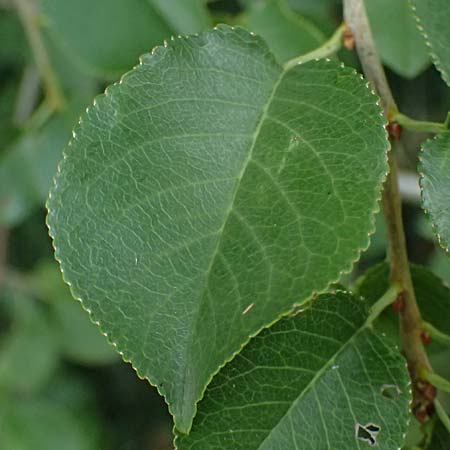 Pyrus pyraster \ Wild-Birne, Holz-Birne / Wild Pear, D Trennfurt 30.8.2025