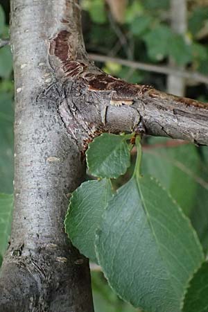 Pyrus pyraster \ Wild-Birne, Holz-Birne / Wild Pear, D Trennfurt 30.8.2025