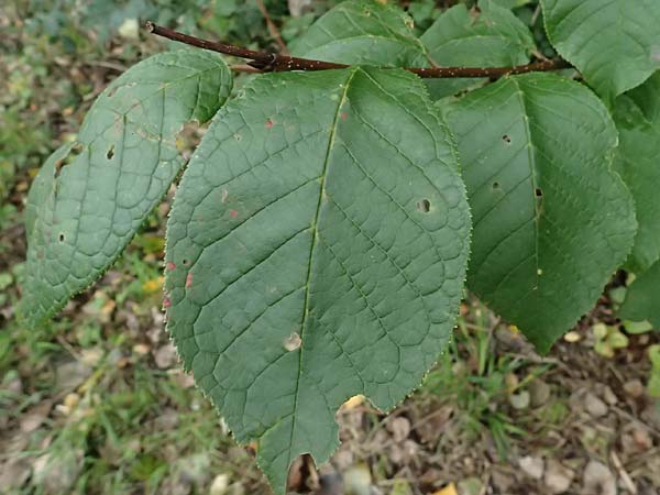 Prunus padus subsp. padus \ Traubenkirsche / Bird Cherry, D B&uuml;rstadt 27.9.2025