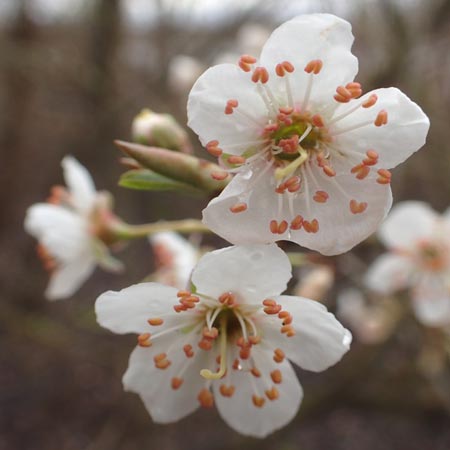 Prunus spinosa \ Schlehe, Schwarzdorn / Sloe, Blackthorn, D Mannheim 5.3.2016