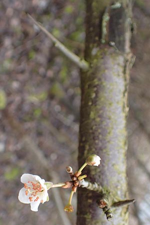 Prunus spinosa \ Schlehe, Schwarzdorn / Sloe, Blackthorn, D Mannheim 5.3.2016