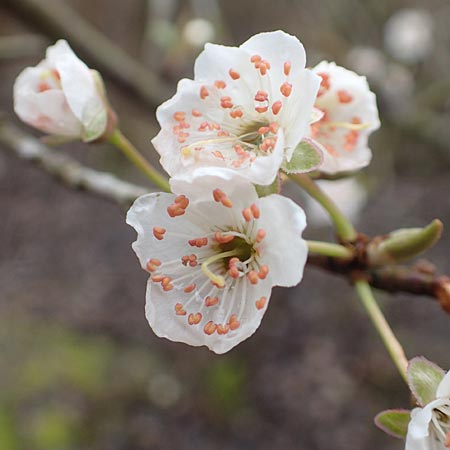 Prunus spinosa \ Schlehe, Schwarzdorn / Sloe, Blackthorn, D Mannheim 5.3.2016