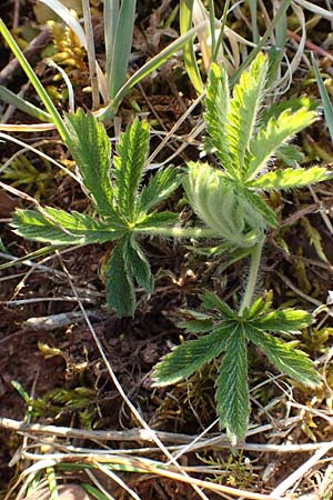 Potentilla recta \ Aufrechtes Fingerkraut, Hohes Fingerkraut / Sulphur Cinquefoil, D &Ouml;stringen-Eichelberg 18.3.2016
