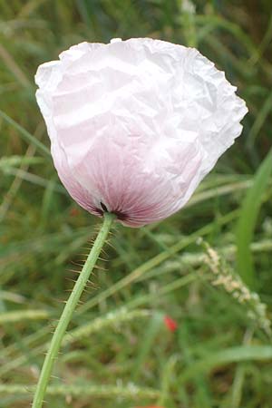 Papaver rhoeas \ Klatsch-Mohn / Common Poppy, D Tiefenbronn 26.6.2016
