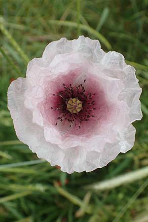 Papaver rhoeas \ Klatsch-Mohn / Common Poppy, D Tiefenbronn 26.6.2016