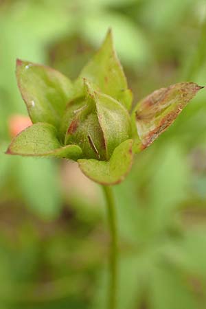 Potentilla reptans \ Kriechendes Fingerkraut, F�nffingerkraut / Creeping Cinquefoil, D M&ouml;mlingen 16.7.2016