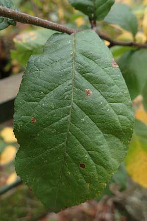 Prunus cerasifera \ Kirschpflaume / Cherry Plum, D Heidelberg 26.10.2017