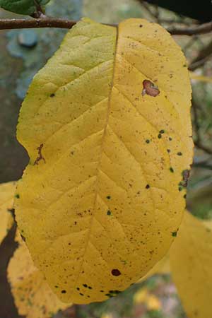 Prunus cerasifera \ Kirschpflaume / Cherry Plum, D Heidelberg 26.10.2017