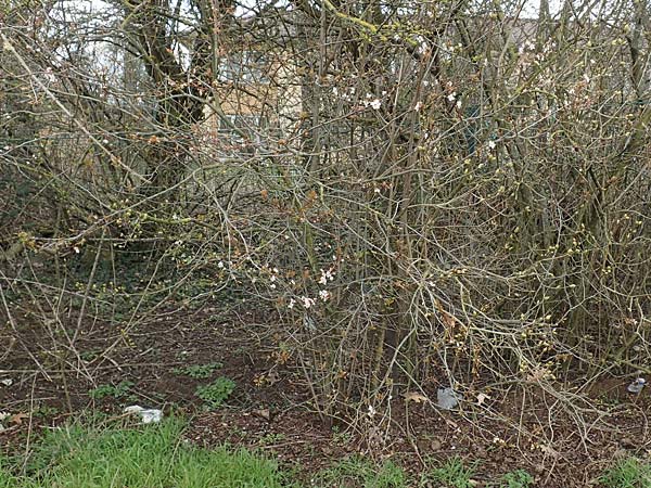 Prunus cerasifera \ Kirschpflaume / Cherry Plum, D Mannheim 29.3.2018