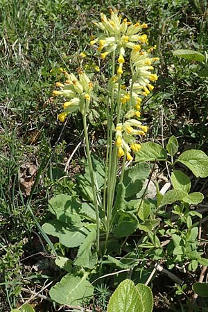 Primula veris \ Fr�hlings-Schl�sselblume, Wiesen-Schl�sselblume / Cow's-Lip, D Markgr&ouml;ningen 18.4.2018