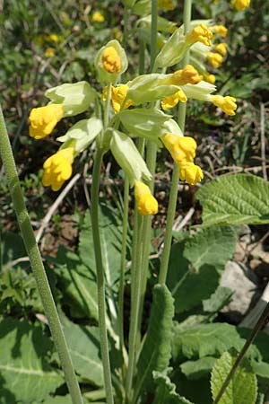 Primula veris \ Fr�hlings-Schl�sselblume, Wiesen-Schl�sselblume / Cow's-Lip, D Markgr&ouml;ningen 18.4.2018