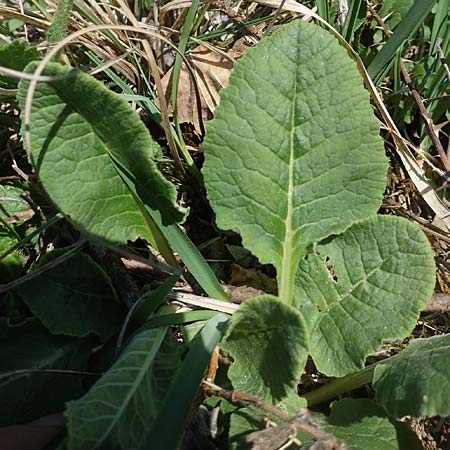 Primula veris \ Fr�hlings-Schl�sselblume, Wiesen-Schl�sselblume / Cow's-Lip, D Markgr&ouml;ningen 18.4.2018