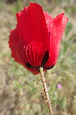 Papaver rhoeas \ Klatsch-Mohn / Common Poppy, D Wagh&auml;usel-Wiesental 4.5.2018