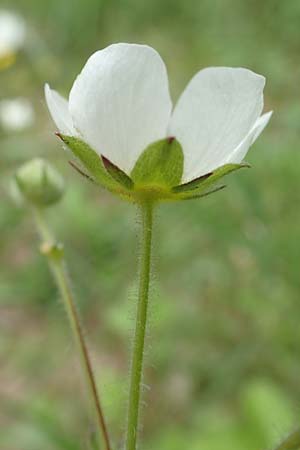 Potentilla rupestris \ Felsen-Fingerkraut / Rock Cinquefoil, D Gochsheim 17.5.2018