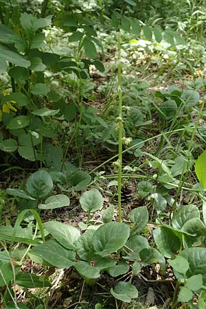 Pyrola rotundifolia \ Rundbl�ttriges Wintergr�n / Round-Leaved Wintergreen, D B&uuml;ttelborn 23.6.2018