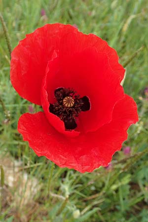 Papaver rhoeas, Klatsch-Mohn
