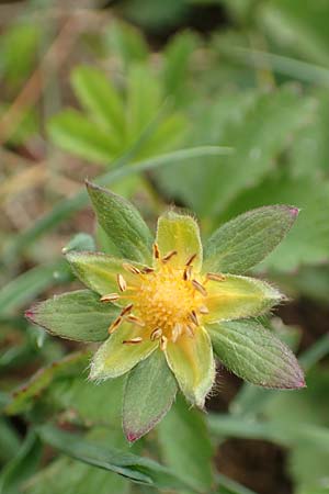 Potentilla reptans \ Kriechendes Fingerkraut, F�nffingerkraut / Creeping Cinquefoil, D Neuleiningen 25.5.2020