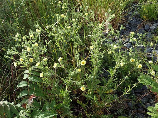 Potentilla recta \ Aufrechtes Fingerkraut, Hohes Fingerkraut / Sulphur Cinquefoil, D Mannheim 5.6.2021