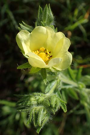 Potentilla recta \ Aufrechtes Fingerkraut, Hohes Fingerkraut / Sulphur Cinquefoil, D Mannheim 5.6.2021