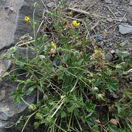 Potentilla rhenana \ Rheinisches H&uuml;gel-Fingerkraut / Rhenish Cinquefoil, D Hatzenport 19.6.2022
